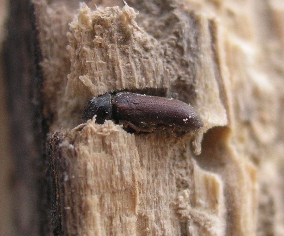 Traitement de bois